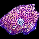 WYSIWYG A7 Ultra Discosoma Mushroom