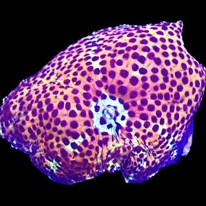 WYSIWYG A7 Ultra Discosoma Mushroom