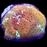 WYSIWYG A29 Ultra Discosoma Mushroom