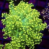 WYSIWYG Lemon Frogspawn 84