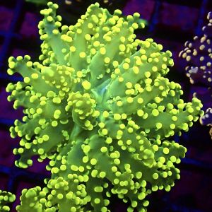 WYSIWYG Lemon Frogspawn 84