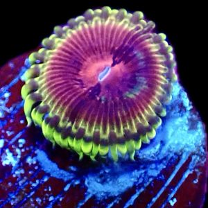 WYSIWY 32E Pirates Blood Zoanthid Frag