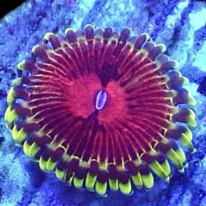 WYSIWY 31G Pirates Blood Zoanthid Frag