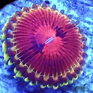 WYSIWYG 31F Pirates Blood Zoanthid Frag