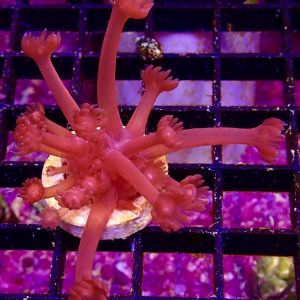 WYSIWYG Flaming Hot Goniopora Frag 26