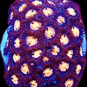 Caribbean Crunch Zoanthid (10+ Polyps )