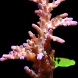 WYSIWYG 47 Cali Tort Acropora 80mm Colony