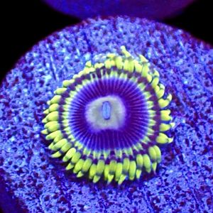 WYSIWYG 31A Blue Rhino Zoa