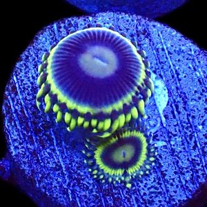 WYSIWYG 31D Blue Rhino Zoa