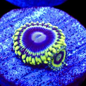 WYSIWYG 31E Blue Rhino Zoa