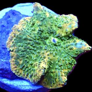 WYSIWYG 30E Rainbow Discosoma Mushroom