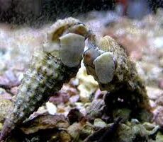 Reef Janitor Pack / Clean Up Crew – Small