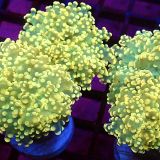 Lime Based Orange Frogspawn