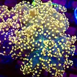 Branching Orange Frogspawn Single Head