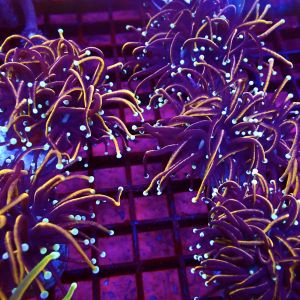 Indo Gold Torch Euphyllia