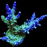 WYSIWYG 18i Magic Magenta Acropora 70mm Colony