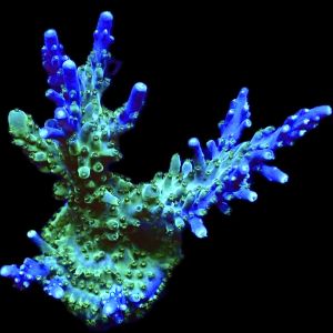 WYSIWYG 18i Magic Magenta Acropora 70mm Colony