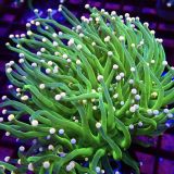 WYSIWYG Cotton Candy Torch Euphyllia Double Head 28
