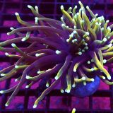 WYSIWYG Hellfire Gold Torch Euphyllia Double Head 22