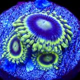 WYSIWYG 30A Blue Rhino Zoa