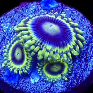 WYSIWYG 30A Blue Rhino Zoa