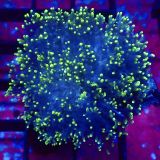 WYSIWYG Lime Tipped Purple Frilly Mushroom Extra Large 2