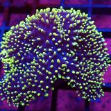 WYSIWYG Lime Tipped Purple Frilly Mushroom Large T2