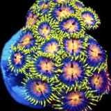 Azure Flare Zoanthid (20 + Polyps )