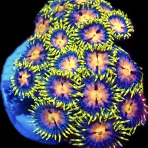 Azure Flare Zoanthid (20 + Polyps )