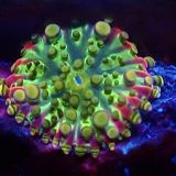 WYSIWYG Rainbow Ricordea Yuma Small A44
