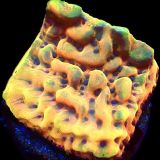 WYSIWYG 18A Crazy T Montipora Frag