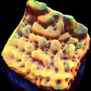 WYSIWYG 18A Crazy T Montipora Frag