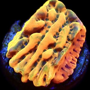 WYSIWYG 19A Crazy T Montipora Frag