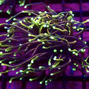 WYSIWYG Dragon Soul Gold Torch Euphyllia 40