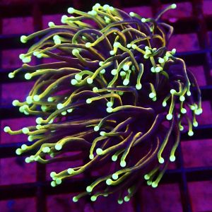 WYSIWYG Dragon Soul Gold Torch Euphyllia 46
