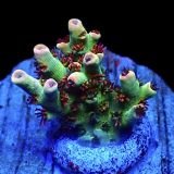 WYSIWYG 24G Dragon's Breath Acropora Frag